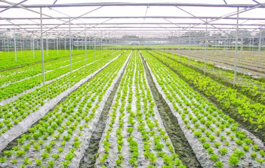 郫都生菜(雷茜 摄)