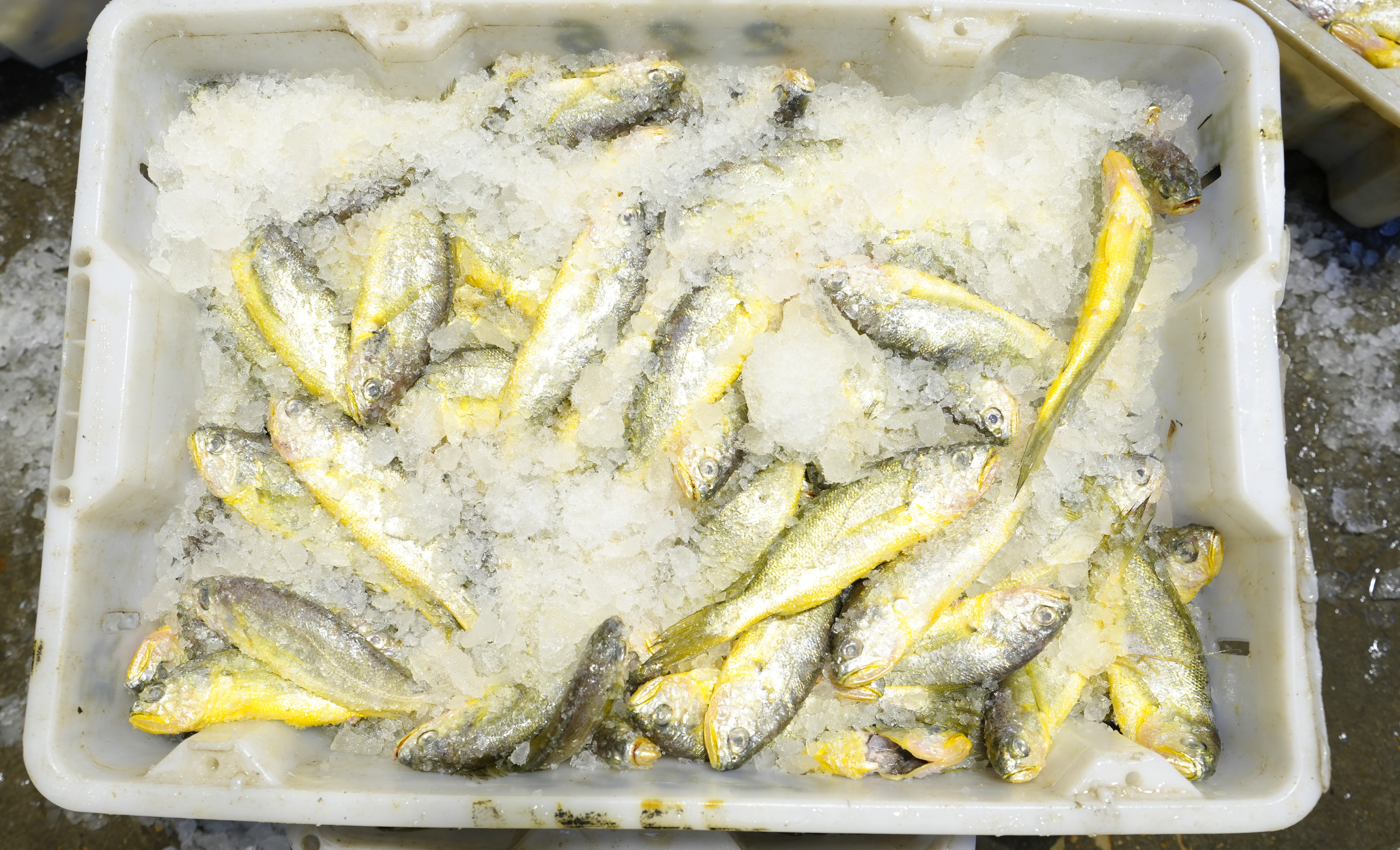 如东小黄鱼(徐书影 摄)