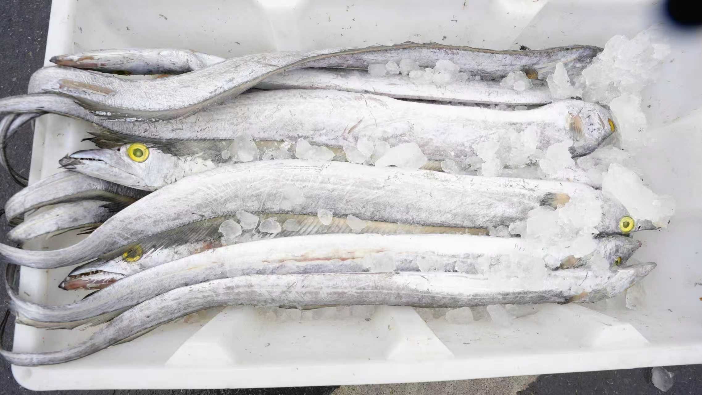 如东本港大带鱼(徐书影 摄)