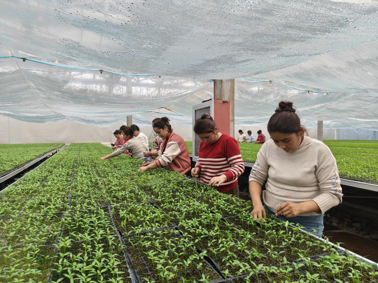 工人在育苗中心进行分苗、补苗。(王涛 摄)