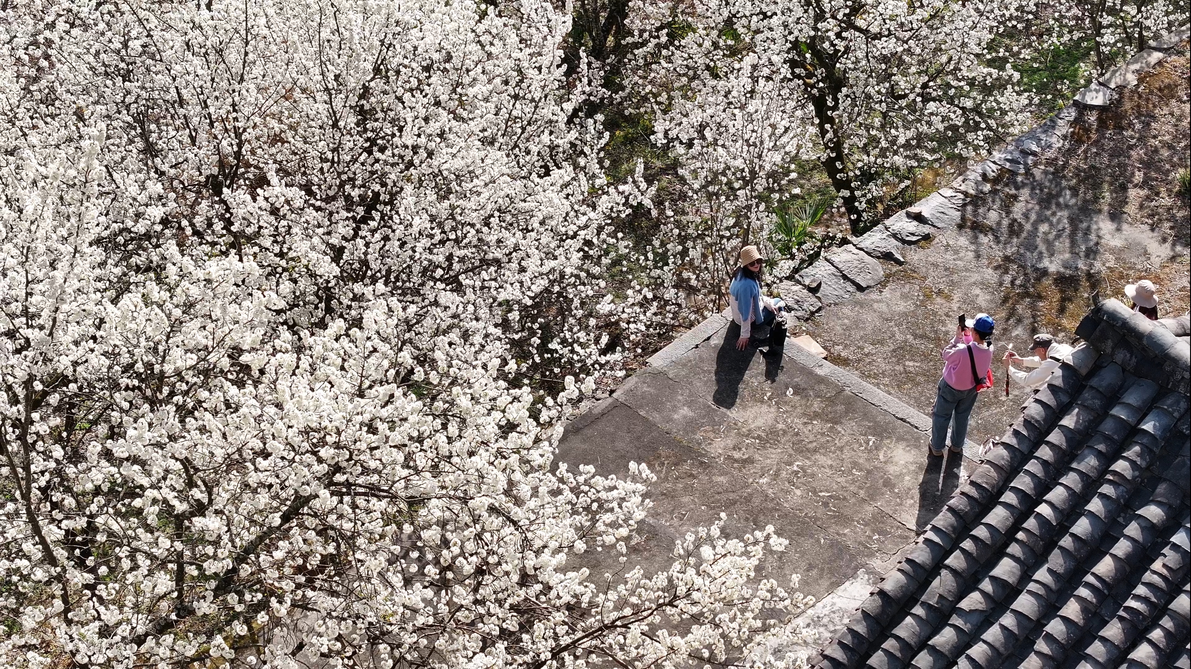 沙河镇的樱桃花迎着春风次第盛放(冉金鹭 摄)