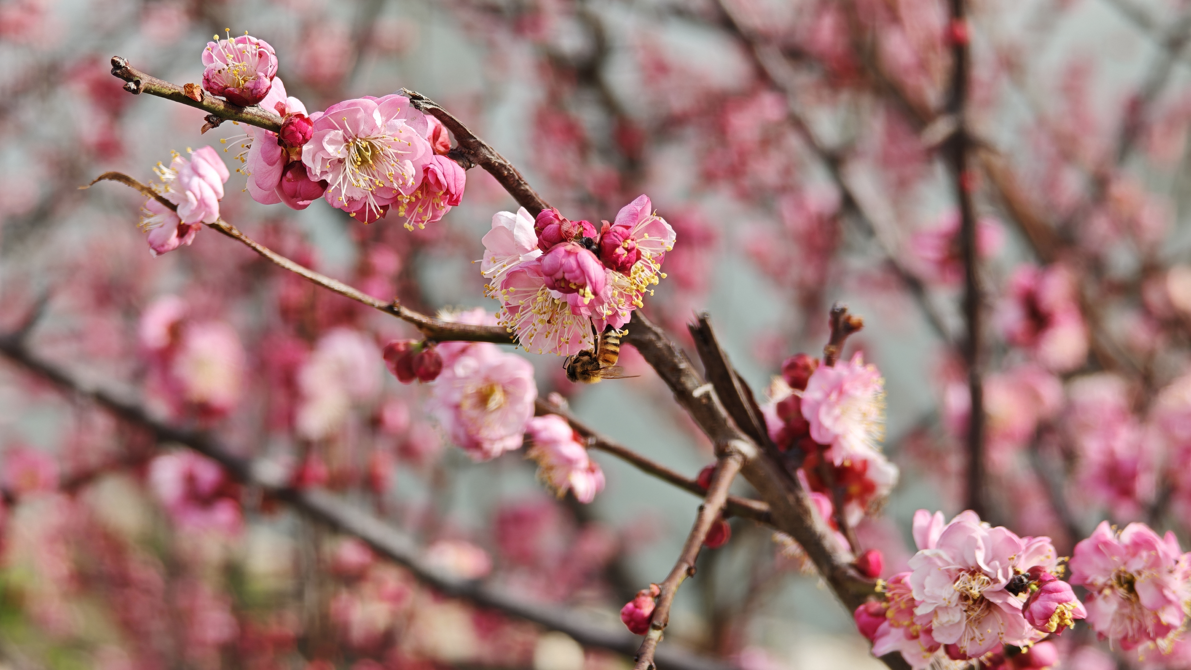 桃花盛开(许靖 摄)