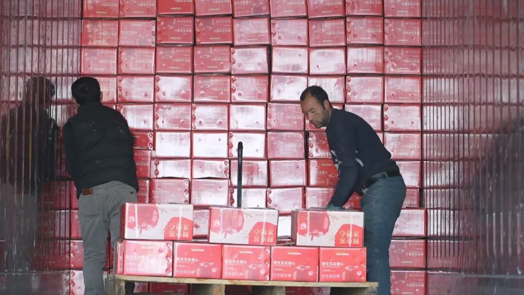 装箱完毕的苹果被工人们有序搬上运输车辆(孙季鸿 摄)