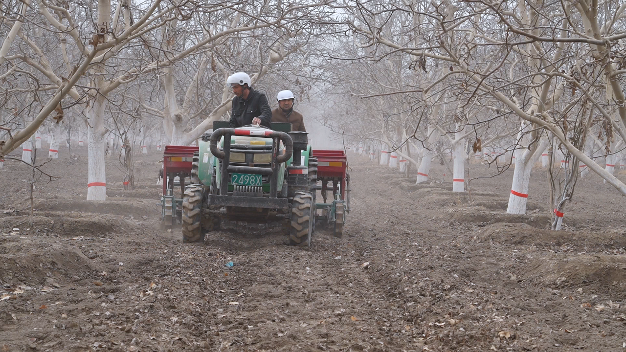种植户驾驶着拖拉机进行套种油菜播种作业(孙季鸿 摄)