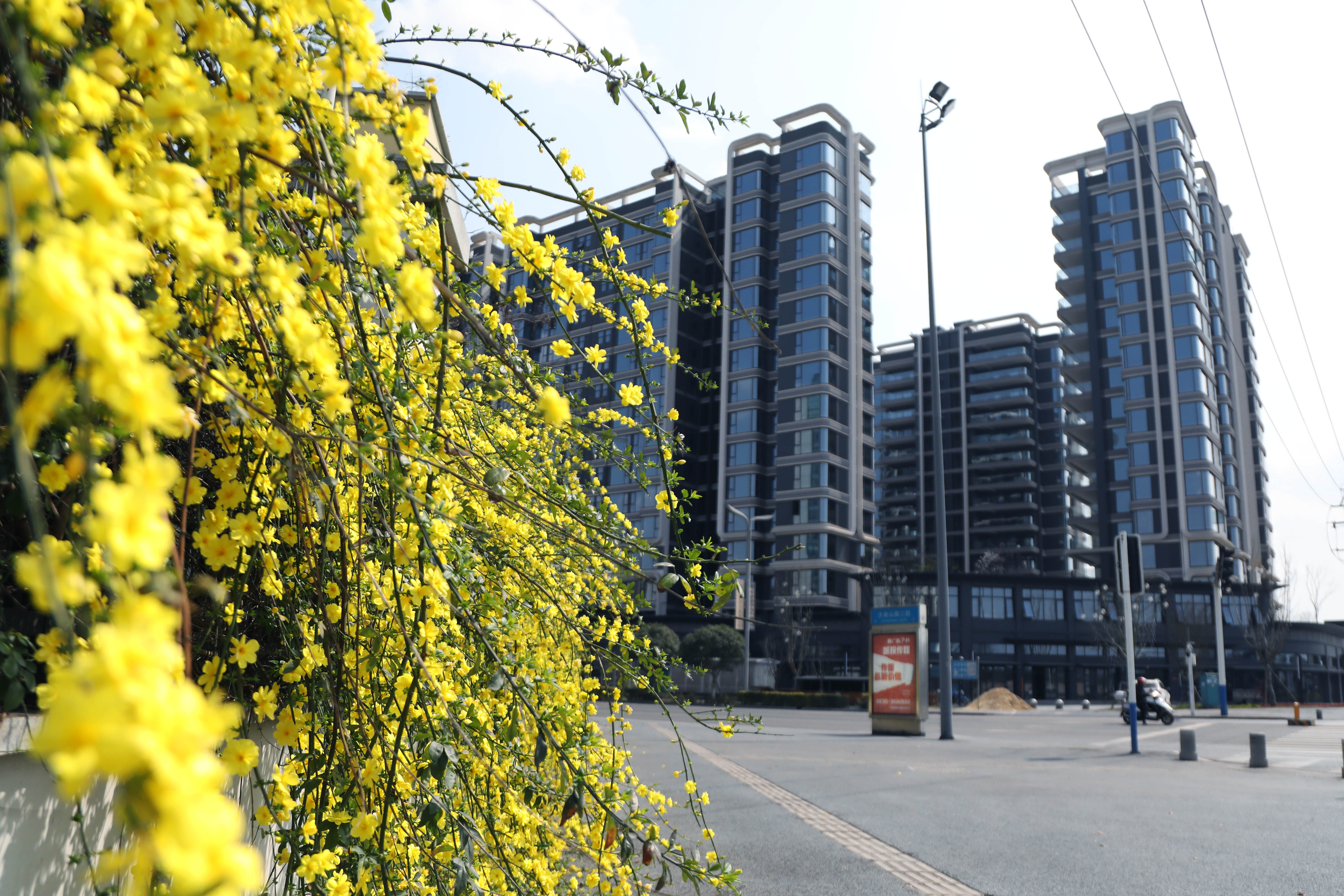 江阳各色花开(张红 摄)