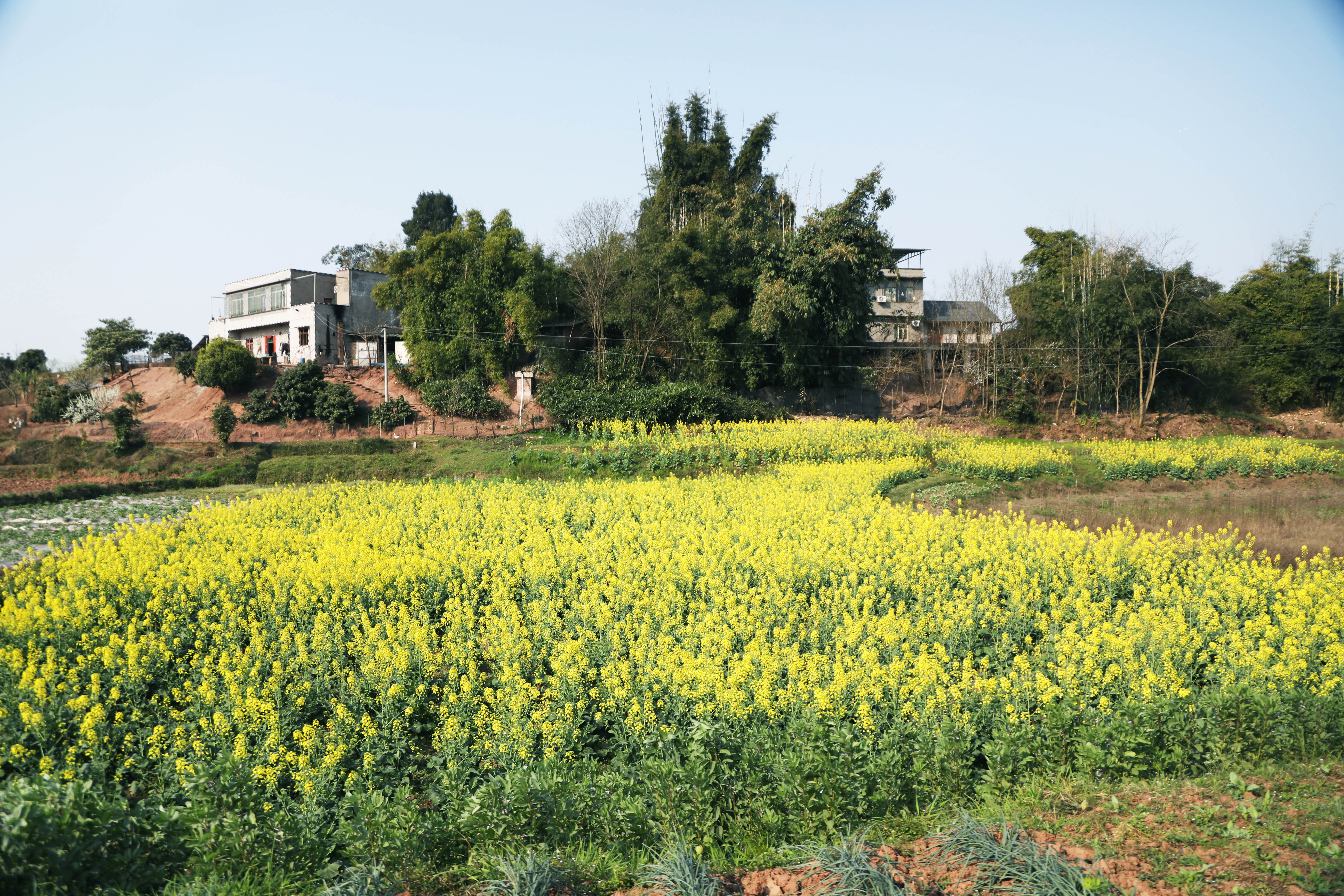 江阳各色花开(张红 摄)
