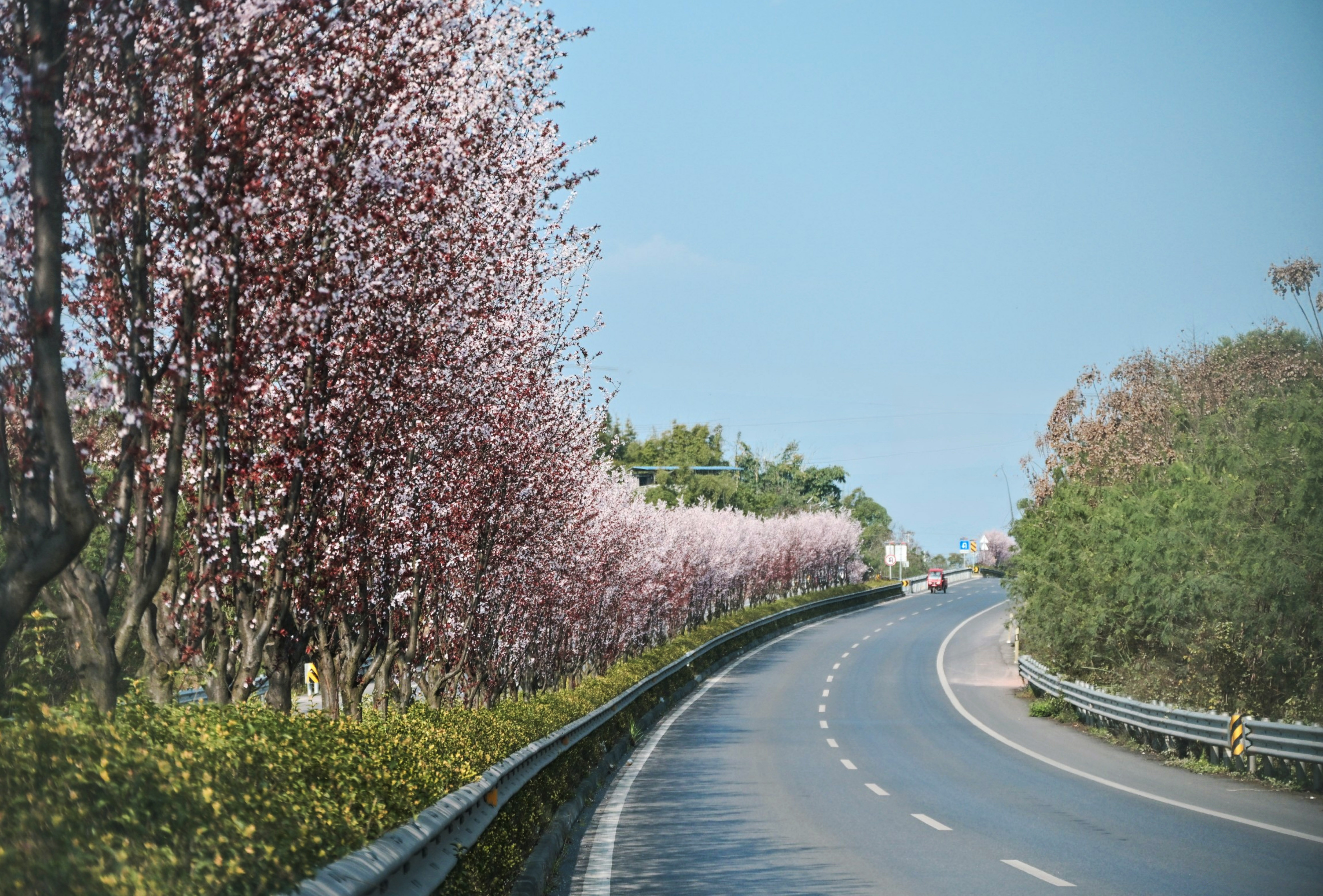 江阳各色花开(张红 摄)