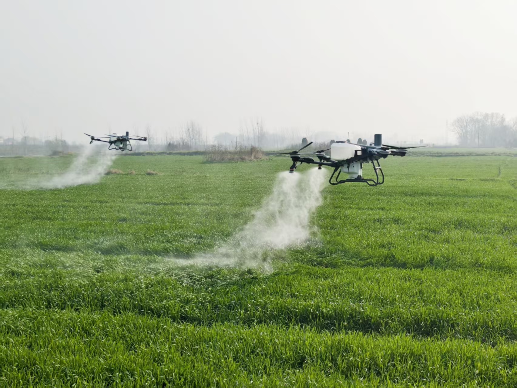 无人机正在均匀喷洒叶面肥和病虫害防治药剂(胡元 摄)