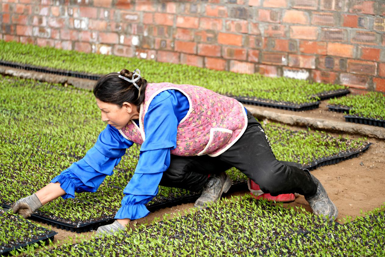 工作人员挪动苗盘,为辣椒苗生长提供更多光照。(赵新昌 摄)