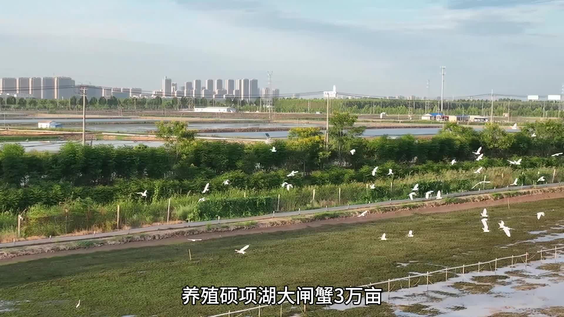 视频｜夏日鲜品！灌南六月黄 肥美抢先养
                                                        