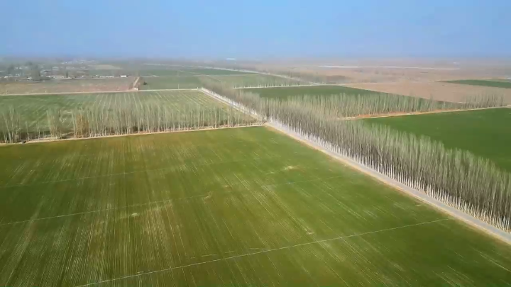 视频｜新疆新和：23.28万亩冬小麦返青 科技春管保丰收
                                                        
