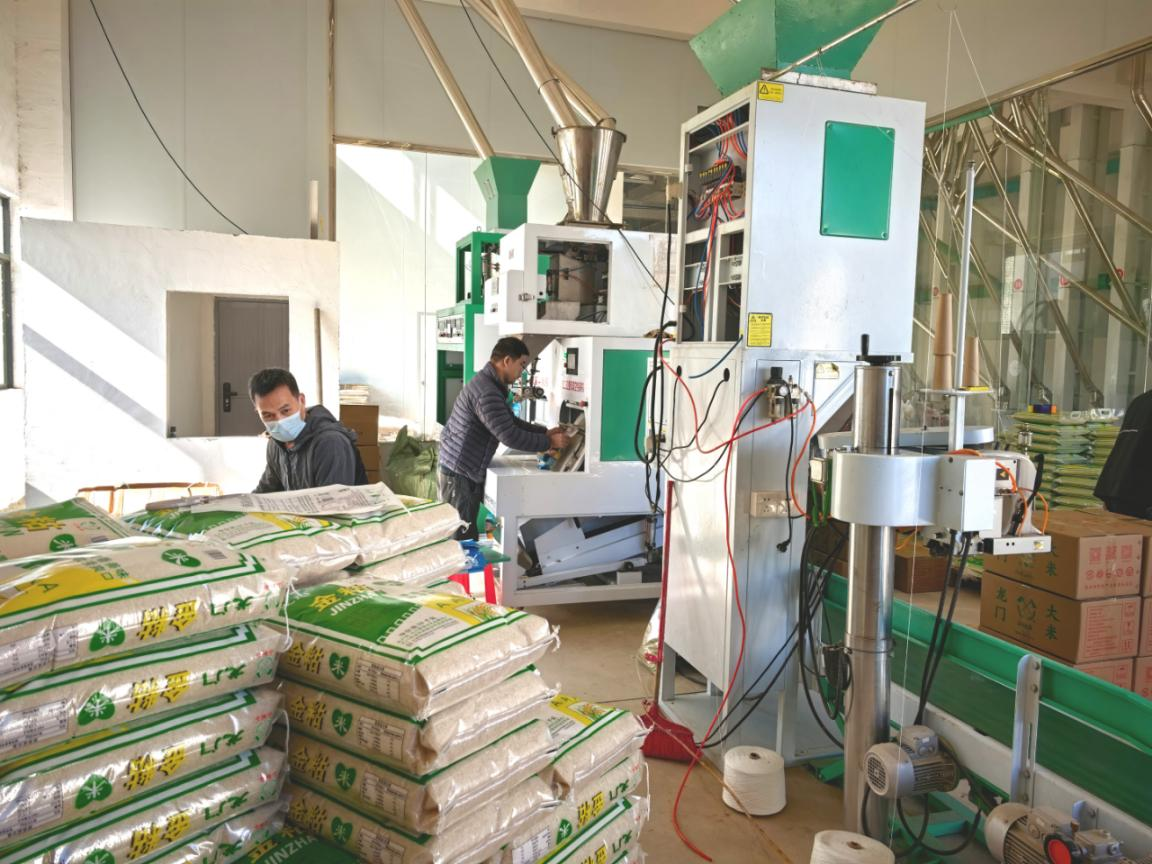 惠州市山锄谷农业有限公司工人在粮食加工车间运作(邓晓洁 摄) 配图1