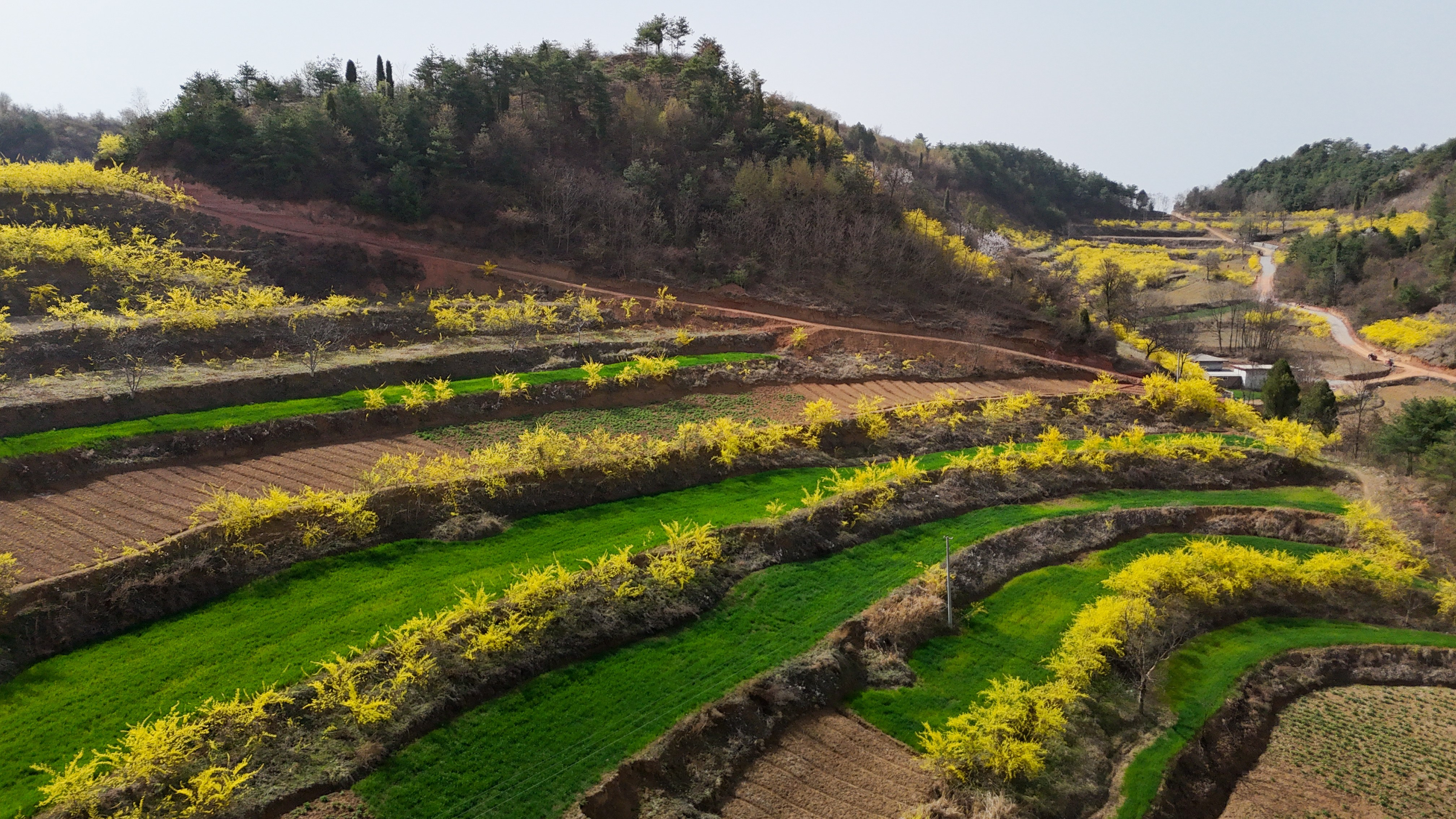 春来连翘花开遍地金(陈争强 摄)
