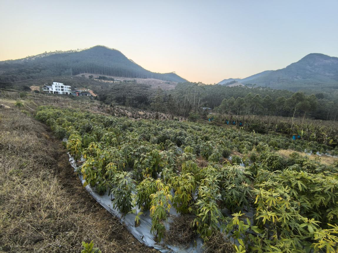 永汉镇王先生经营的南药种植基地(黄宇 摄) 配图2