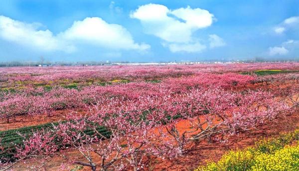 万亩桃园姹紫嫣红(夏振华 摄)