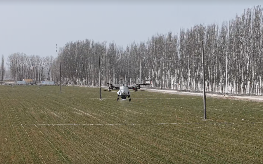 施肥无人机在田间上空往来穿梭、精准撒肥。(陈铠 摄)