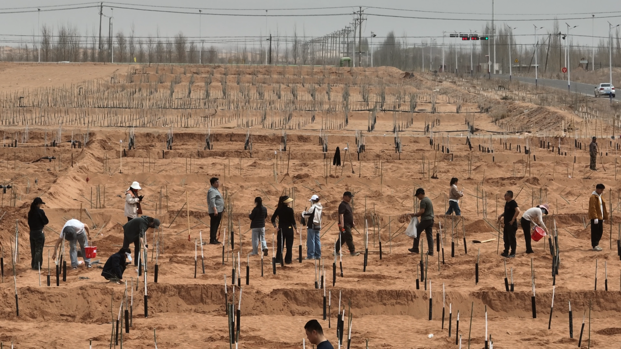 温宿县2026年春季植树造林全面启动,全县党员干部职工、志愿者踊跃参与义务植树。(李越进 摄)