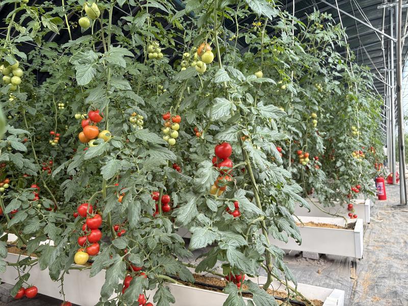 一排排绿色的藤蔓整齐排列,圆润饱满的“青口蜜”小番茄挂满藤蔓(张伟伟 摄)