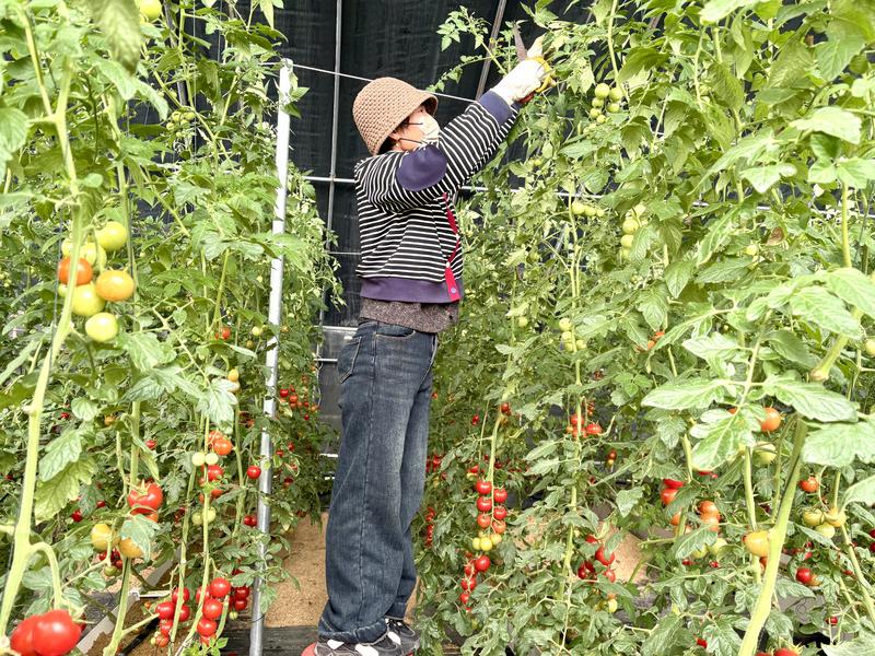 工人们正穿梭其间,忙着修剪藤蔓(张伟伟 摄)