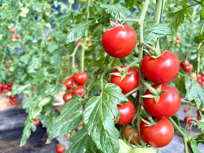 串串番茄颗颗红润饱满(张伟伟 摄)
