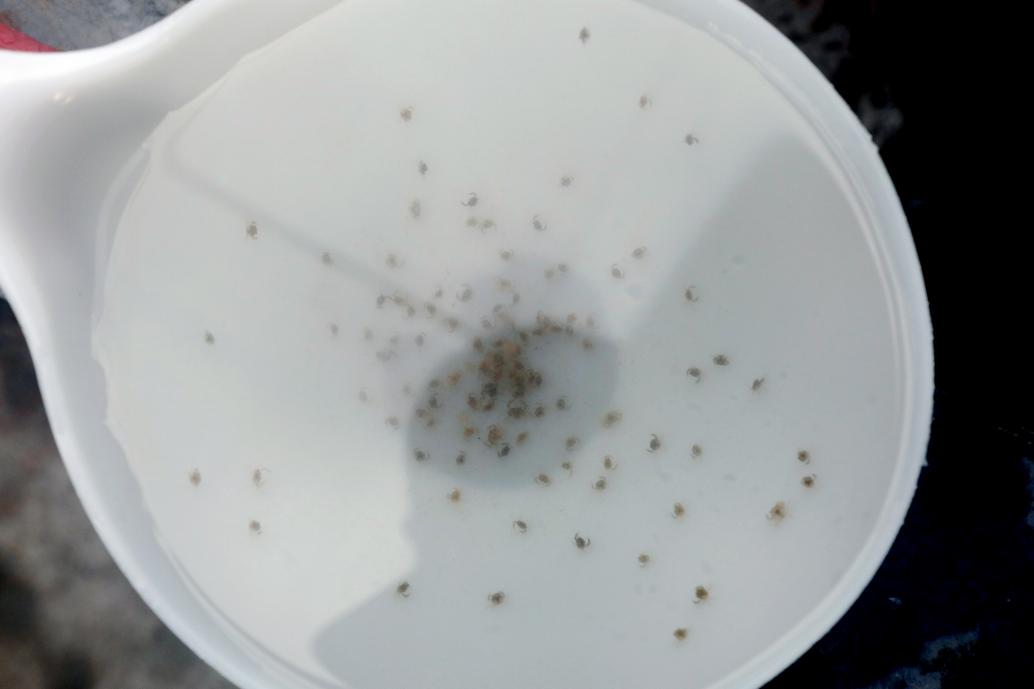 成功繁育一期幼蟹苗(董自强 摄)