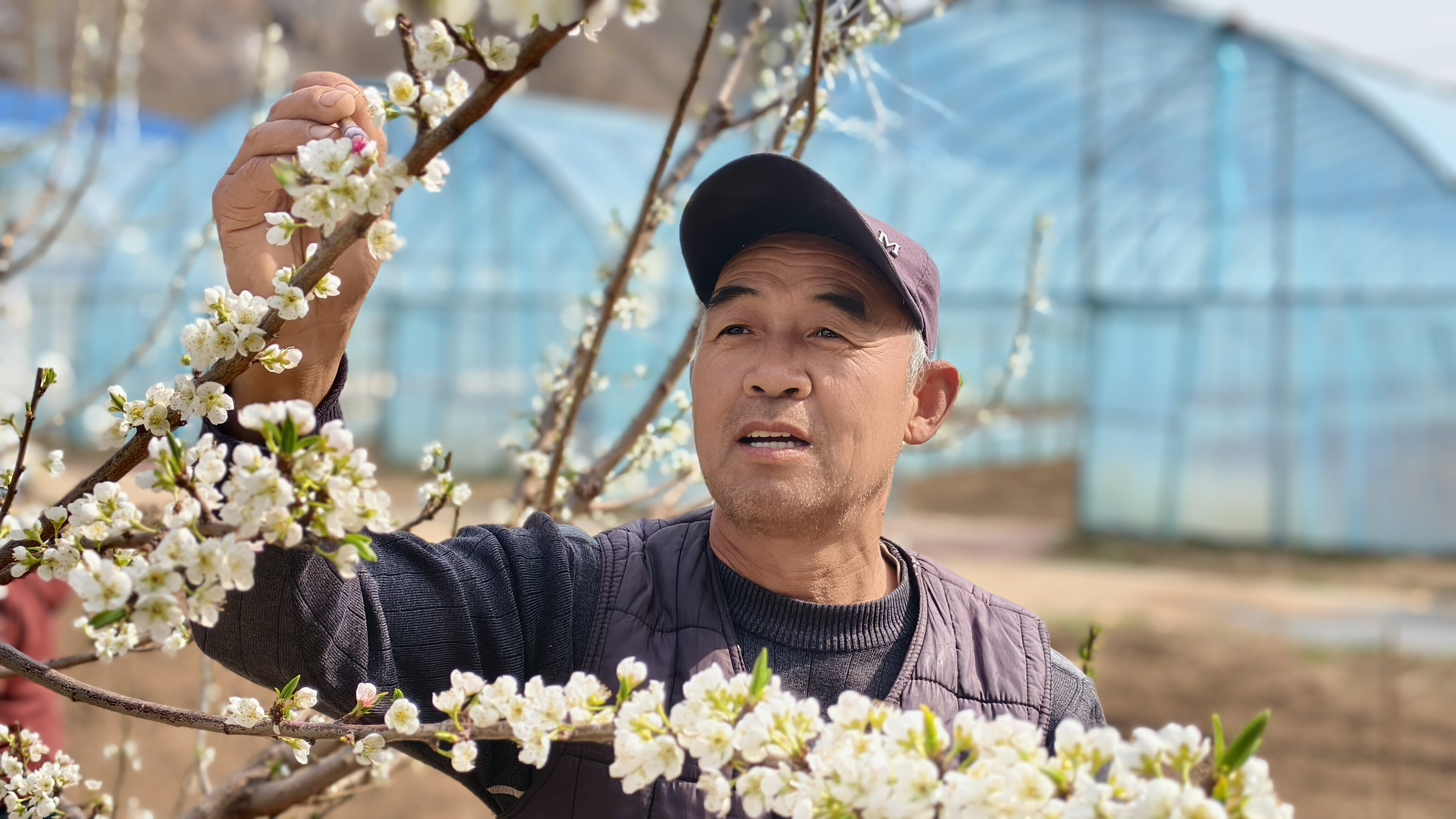 甘棠街道柳林村农技人员正在给李子树授粉(王青伟 摄)
