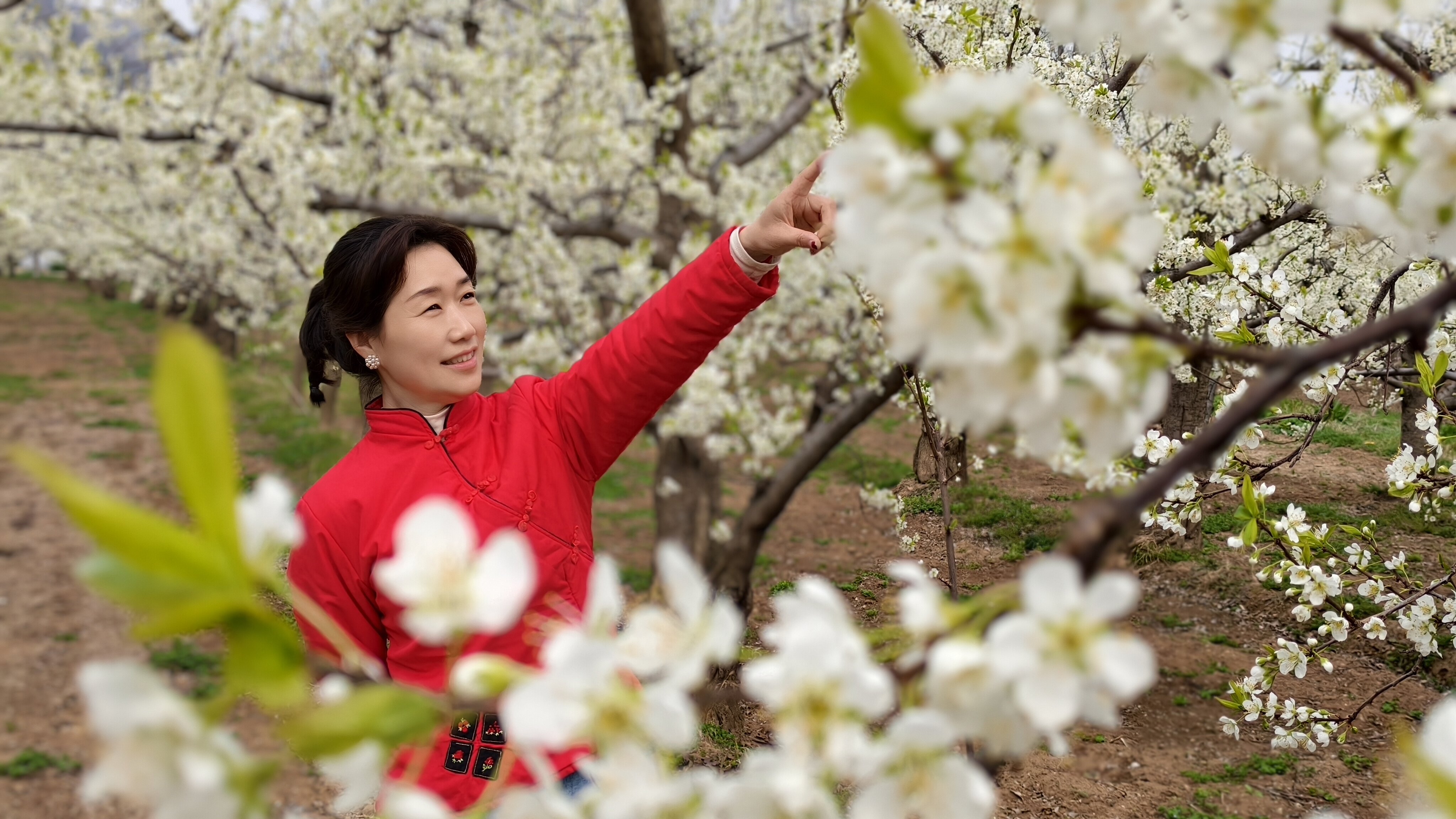 三门峡市陕州区甘棠街道,游客在柳林村李子花基地赏花。(王青伟 摄)