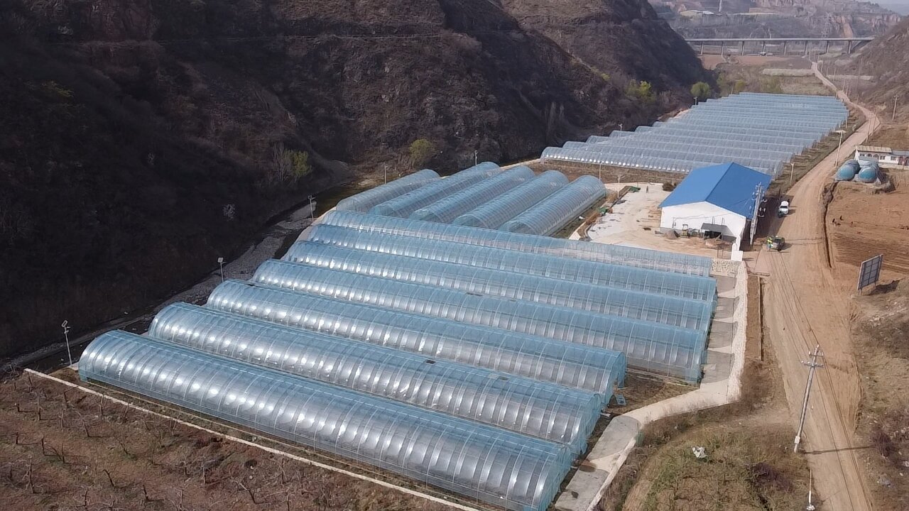 甘棠街道柳林村李子树种示范植基地航拍(王青伟 摄)