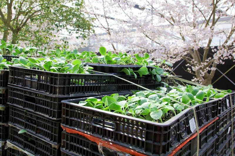 金丝绞瓜完成育苗,打包直送农户 (刘蒙东 摄)