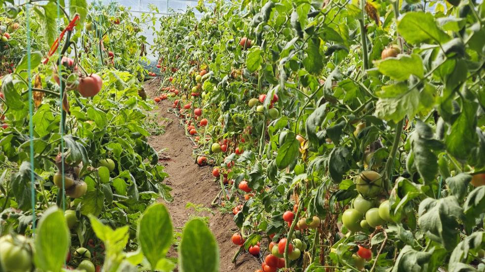 硕果盈枝(田浩 摄)