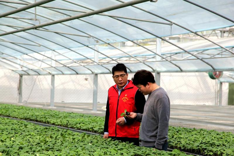 泗县石龙湖田园综合体育苗基地负责人向客户经理介绍金丝绞瓜育苗情况 (刘蒙东 摄)