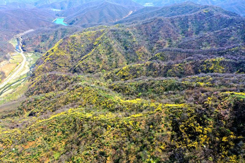 陕州区店子乡大山深处,13万亩野生连翘鲜花绽放(王建栋 摄)