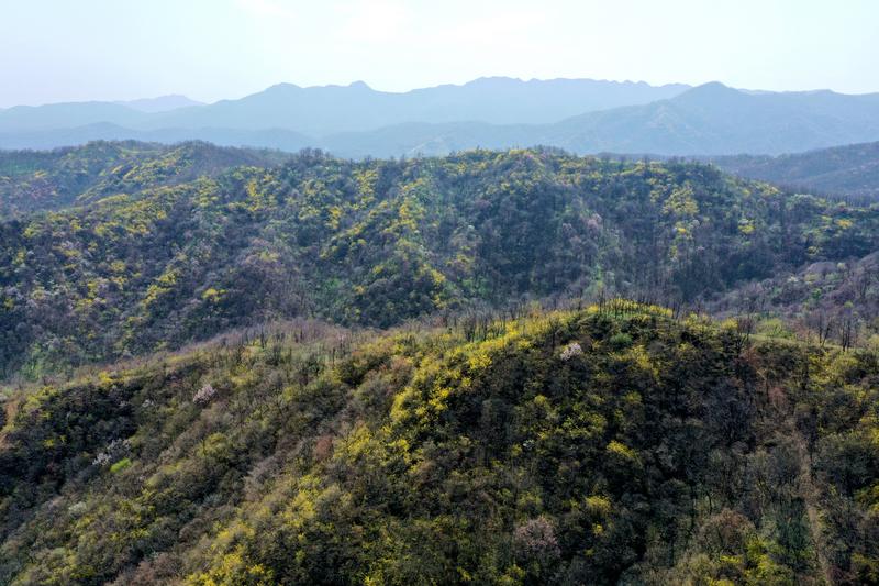 陕州区店子乡大山深处,13万亩野生连翘鲜花绽放(王建栋 摄)