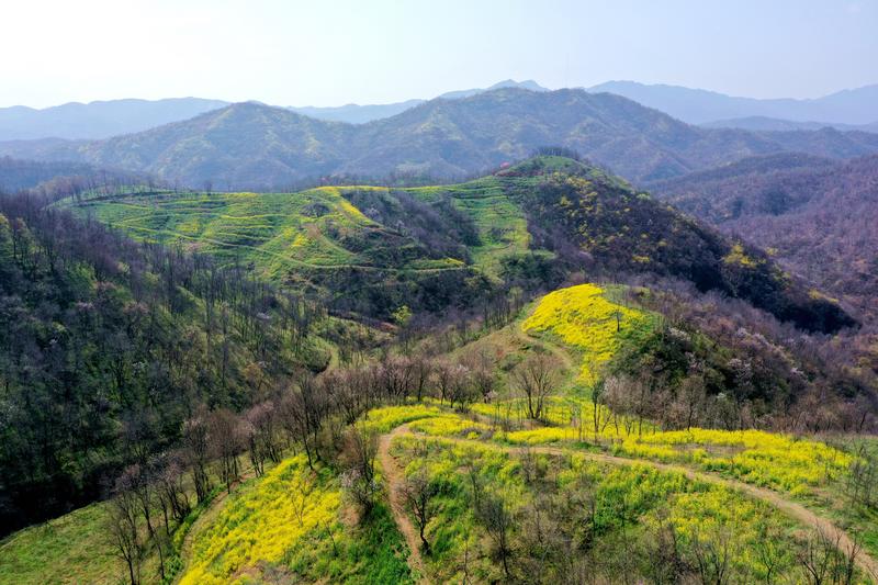 陕州区店子乡大山深处,13万亩野生连翘鲜花绽放(王建栋 摄)