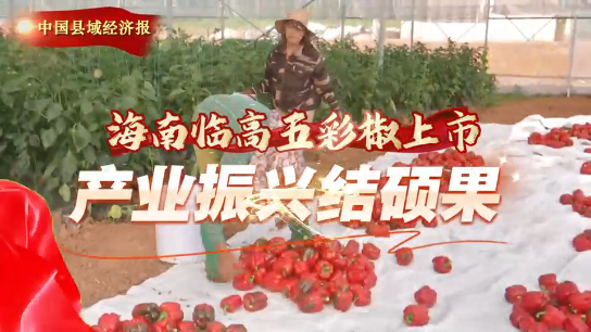 视频 | 海南临高：五彩椒上市 产业振兴结硕果
                                                        