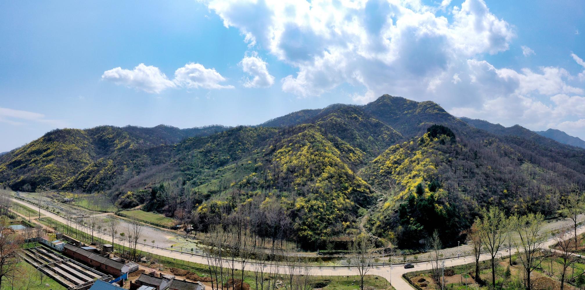 陕州区店子乡大山深处,13万亩野生连翘鲜花绽放(王建栋 摄)