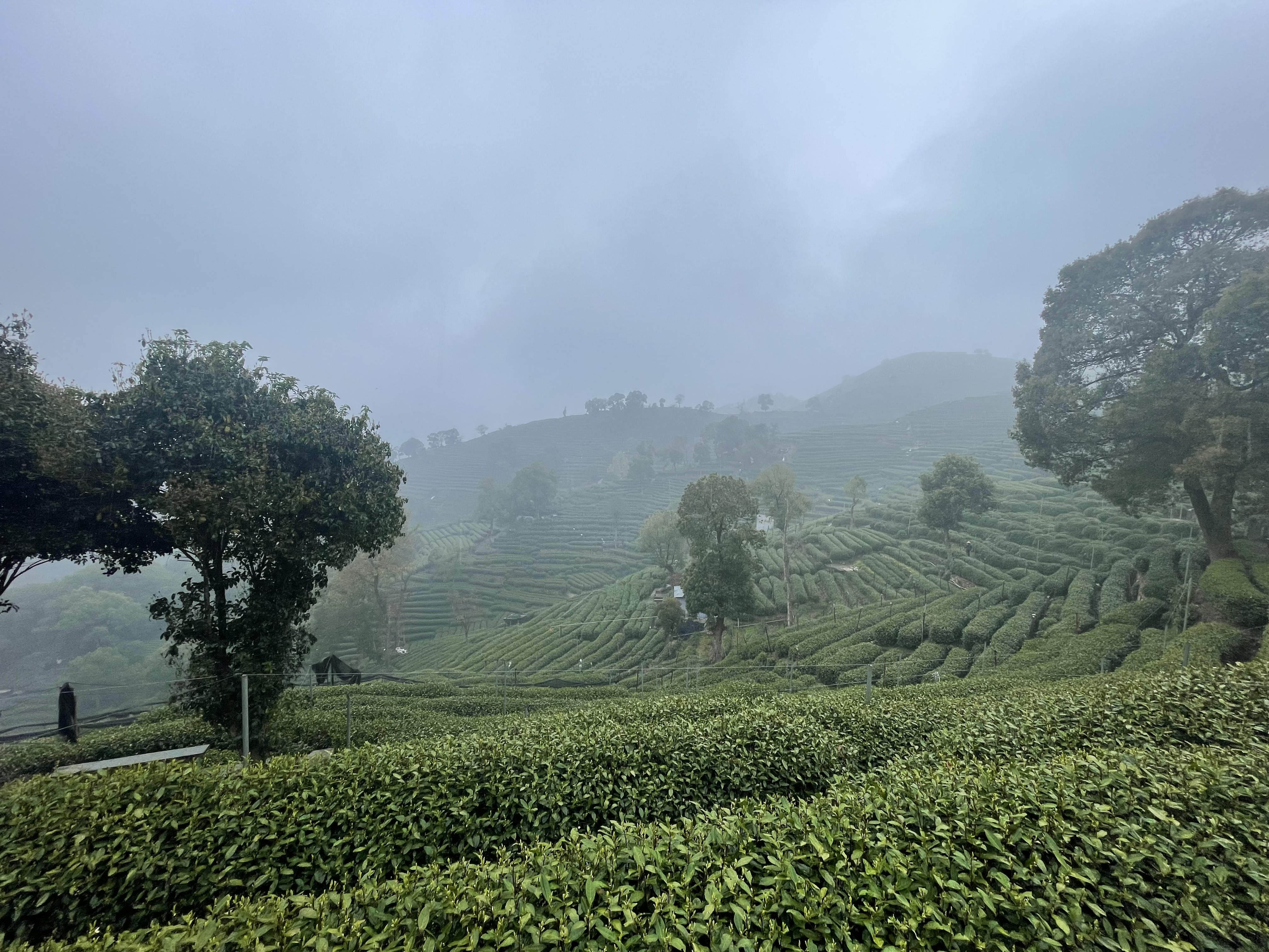 笼罩在薄雾中的翁家山村茶山(吴延昌 摄)
