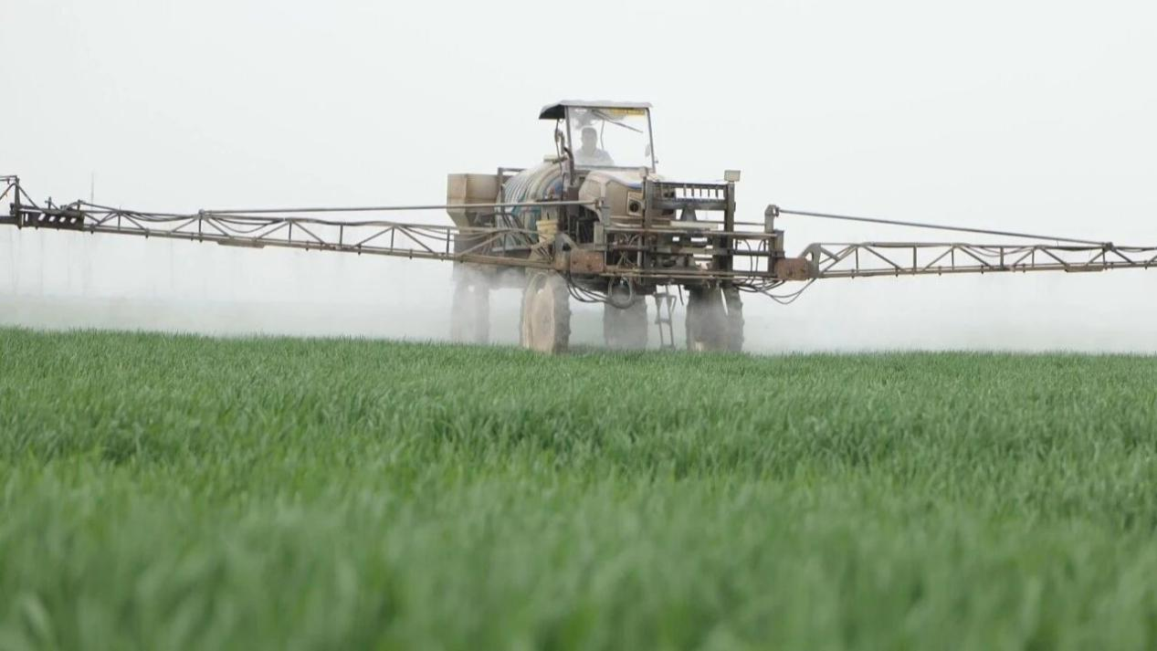 安徽省农垦集团龙亢农场(王祥辉 摄)