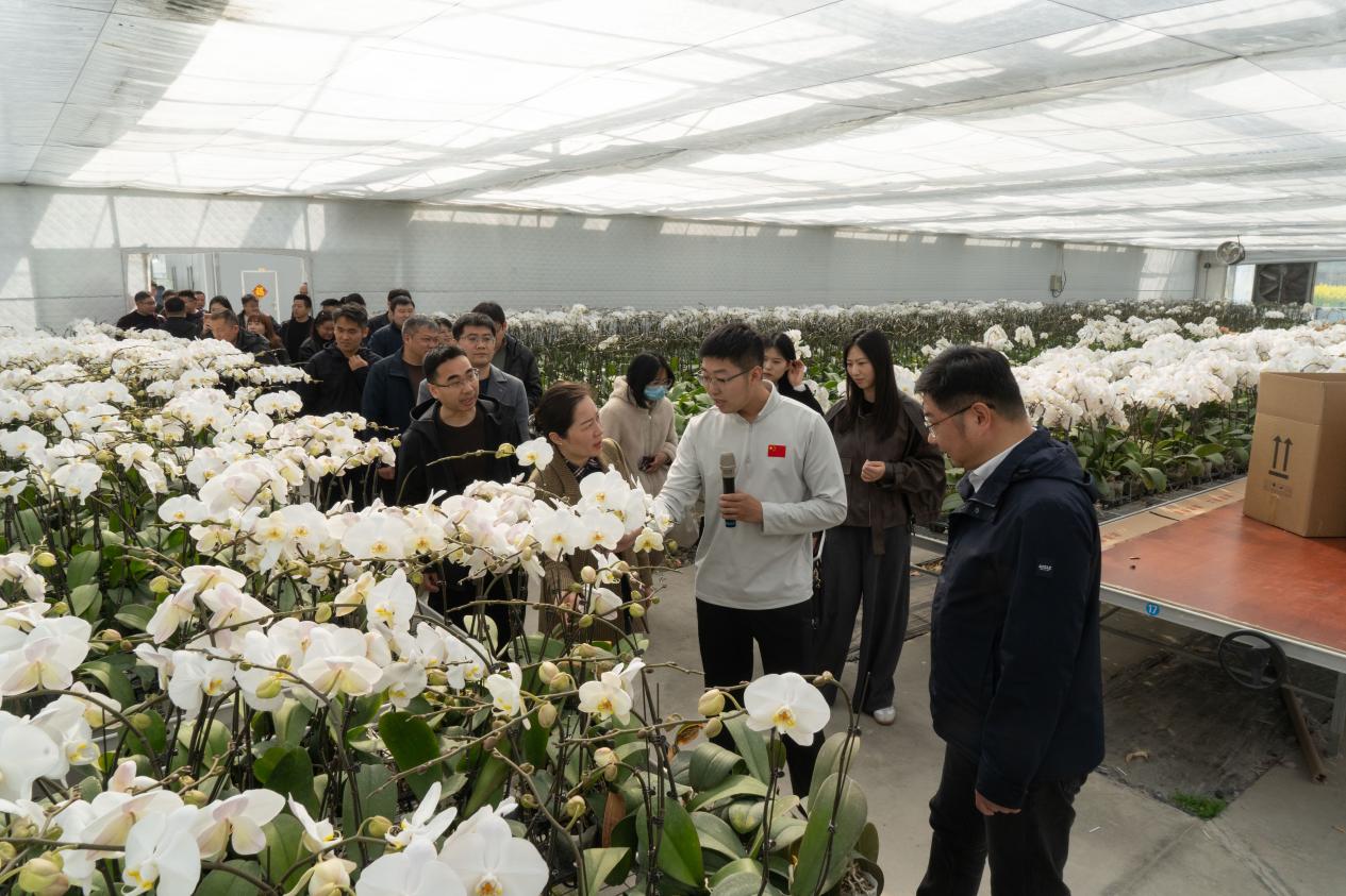 观摩团在蝴蝶兰生产基地参观(武佩剑 摄)