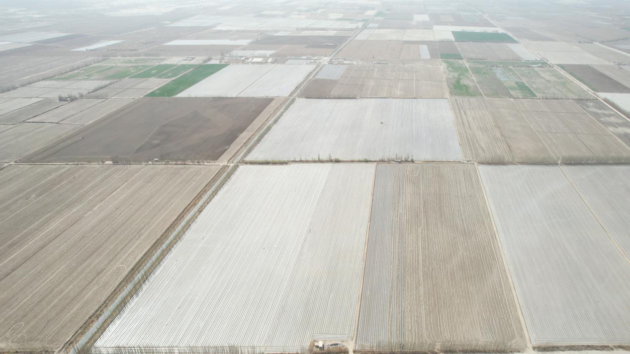 航拍棉田(齐曼古丽·萨塔尔 摄)