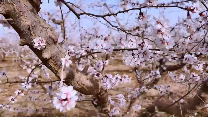 视频 | 杏花满枝 来新疆新和赴一场杏花之约
                                                        