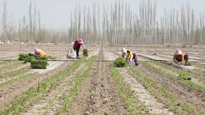 视频 | 春耕田间农事忙 椒孜套种效益旺
                                                        