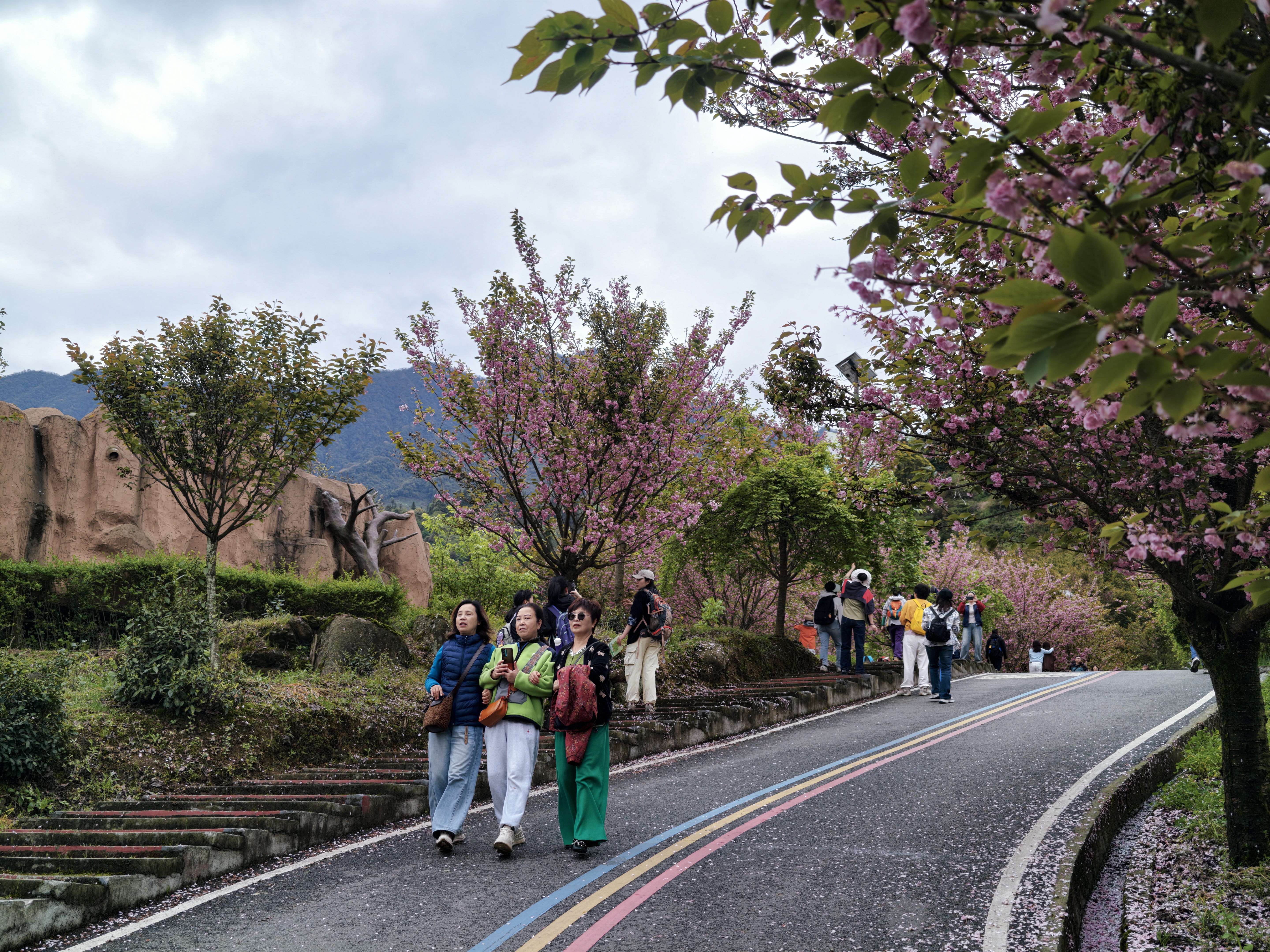 游客齐聚漩口镇樱花里(戚原 摄)