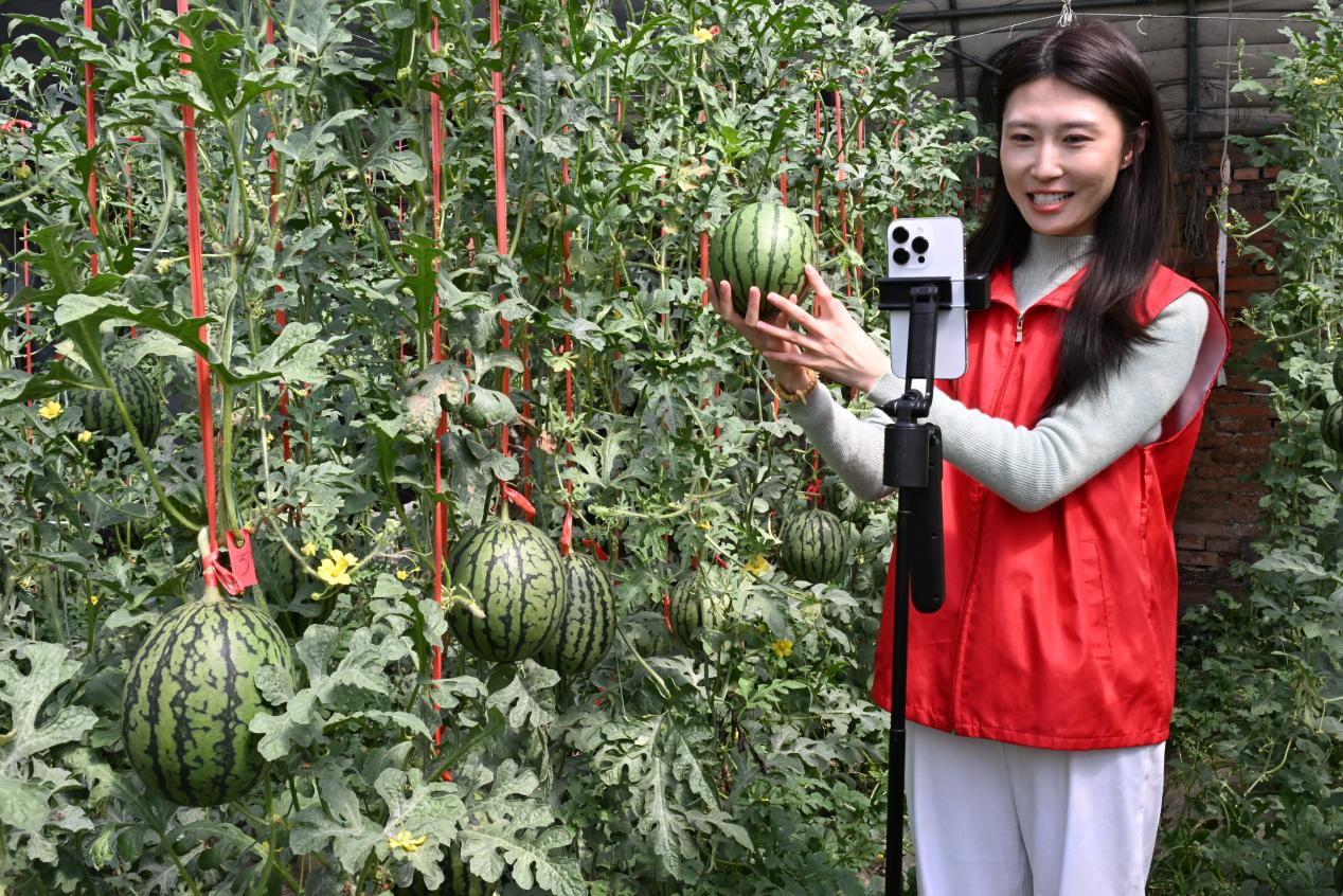 山东省青岛市即墨区移风店镇青年志愿者帮助农民直播销售“迷你西瓜”,助力增收。(张涛 摄)