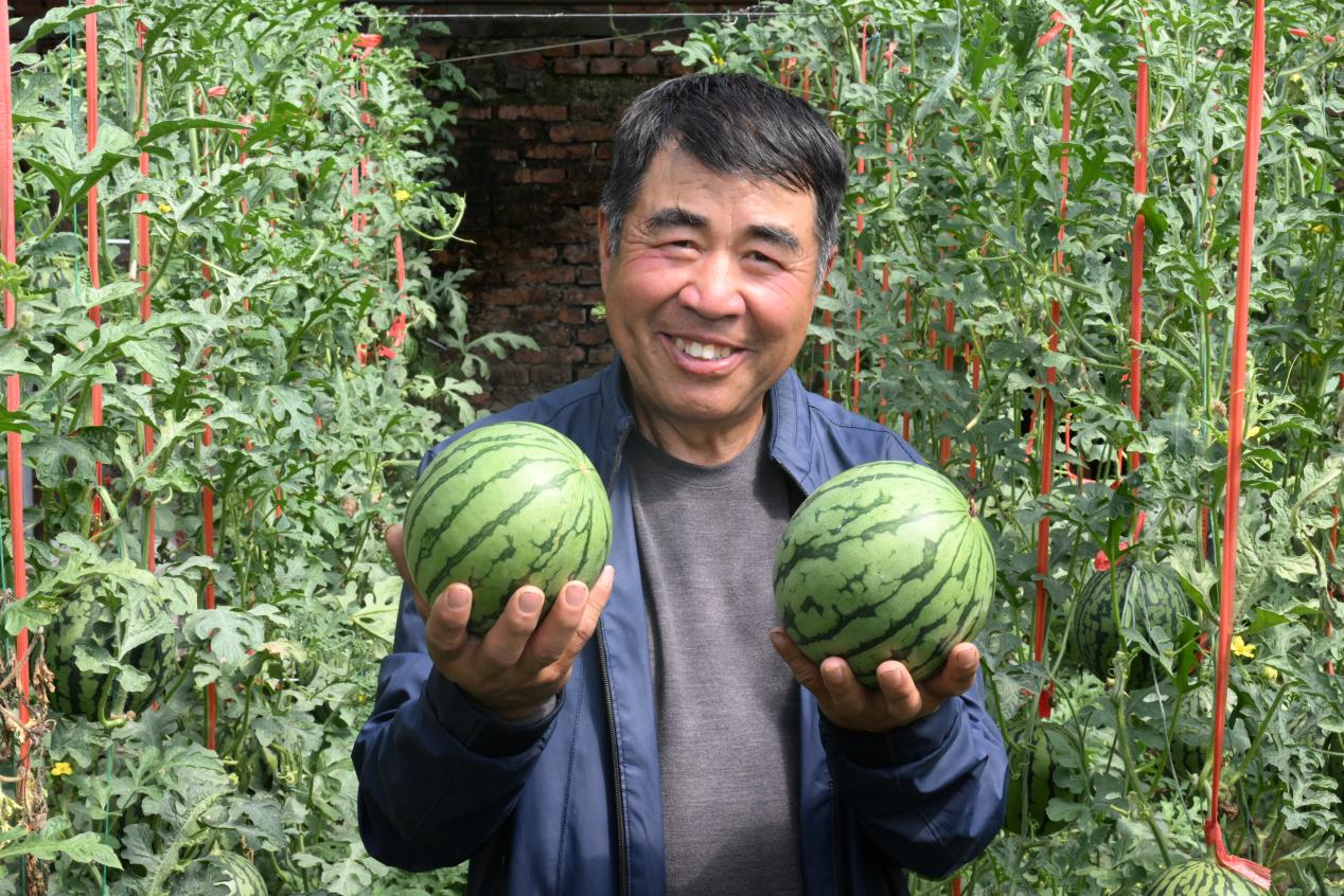 山东省青岛市即墨区移风店綦家埠村西瓜种植户李银业展示采摘的“迷你西瓜”(张涛 摄)