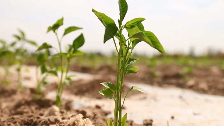视频 | 新疆新和1.5万亩色素辣椒移栽忙 机械化作业助春耕
                                                        
