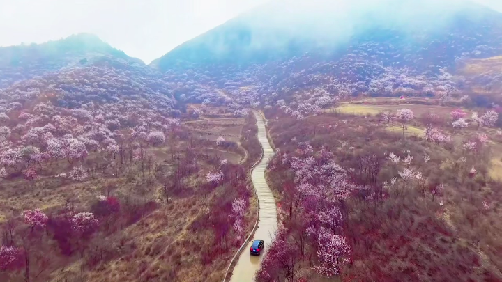 视频 | 辽宁喀左漫山杏雪醉春风
                                                        