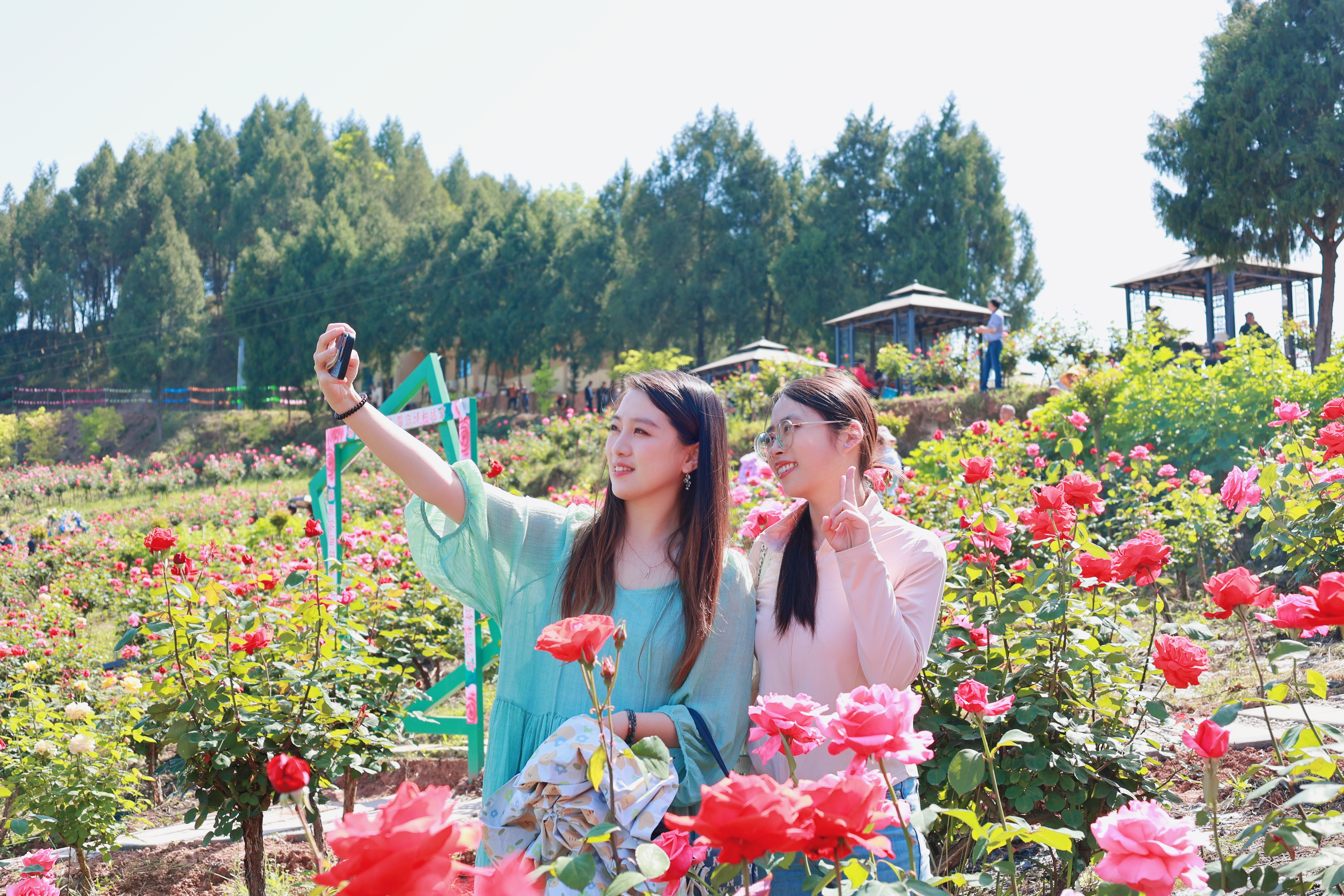 四川西充：300余亩月季竞芬芳 农文旅融合促振兴