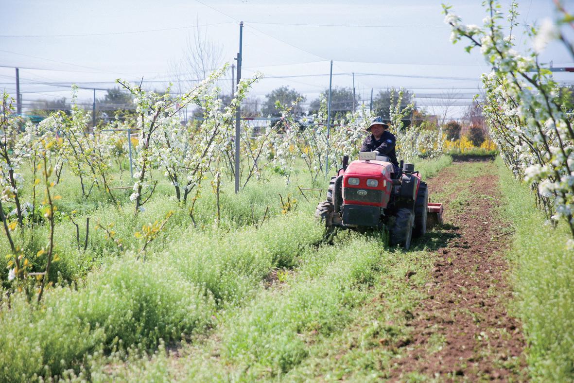 村民们正忙着进行除草、松土(徐慧 摄)