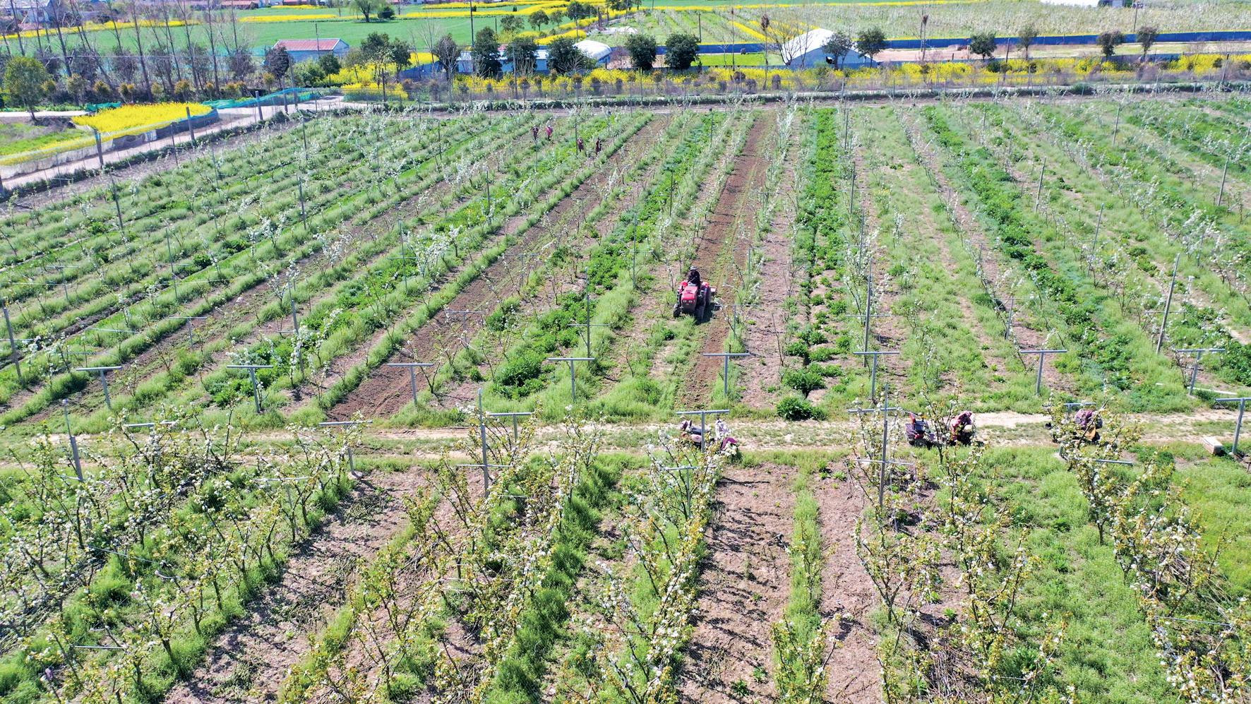 村民们正忙着进行除草、松土(徐慧 摄)
